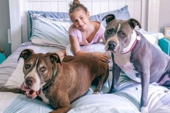 Pit Bull Owners and Home Insurance: Important Facts to Know
