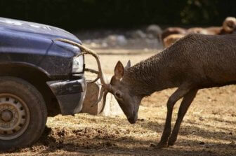 How Deer Season Affects Automobile Safety and Car Insurance
