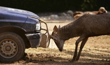 How Deer Season Affects Automobile Safety and Car Insurance