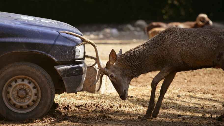 Deer Season Affects Automobile Insurance